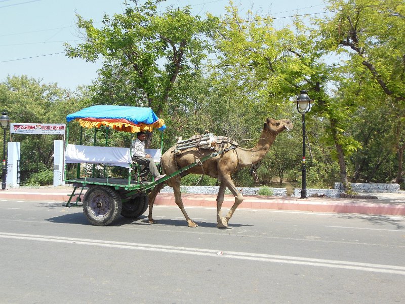 kamelen wagen.jpg - Woensdag, onze eerste dag in Agra. We verblijven in een redelijk hotel en in de ochtend worden we door de gids opgepikt voor het bekijken van de hoogtepunten van Agra. En de eerste is uiteraard de Taj Mahal.Wij gaan met de auto, maar zoals je ziet kan het ook per kamelenwagen.